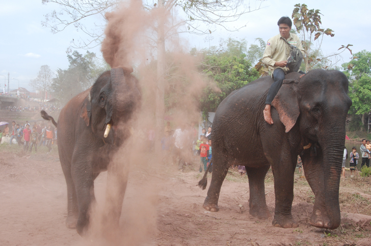 Lao elephant festival