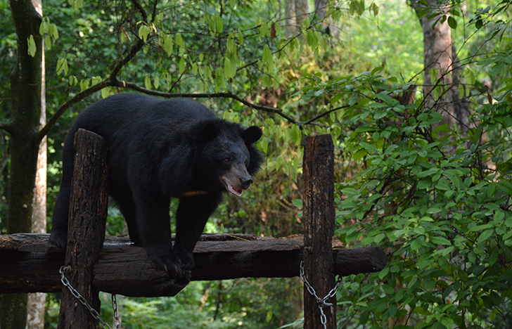 bear sanctuary Laos