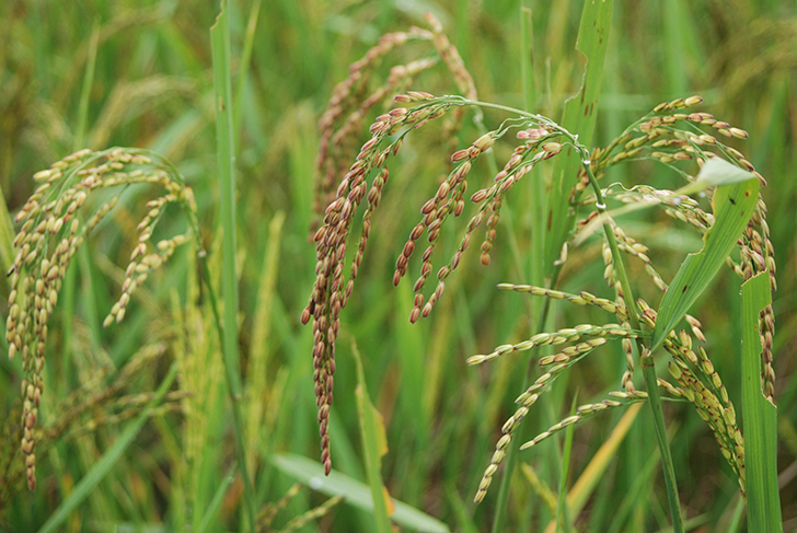 Laos rice