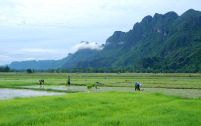 Peaks and Paddies, Southern Laos