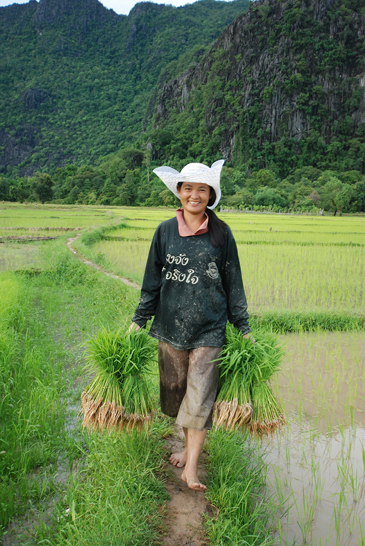 Rice Laos