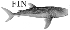 swim with whale shark